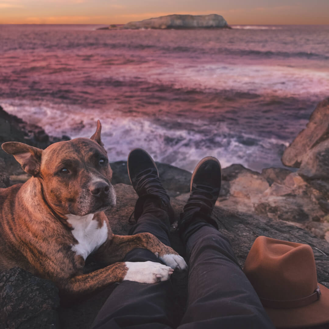 A dog at the beach with a paw on their owner's leg, from the owner's perspective with just their legs showing